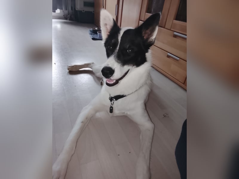 Nala sucht ihr Zuhause