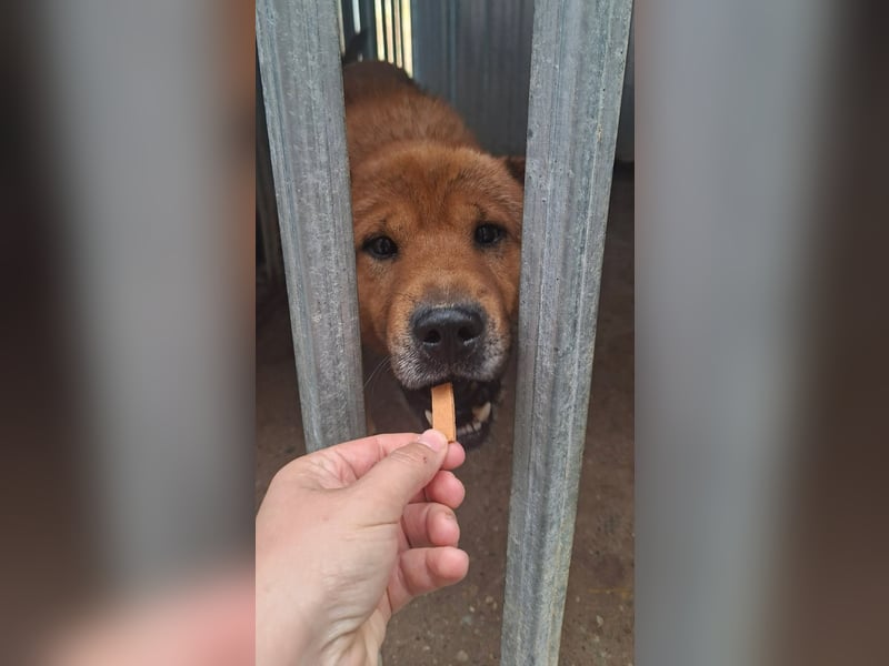 Archie sucht Liebe und Geborgenheit !