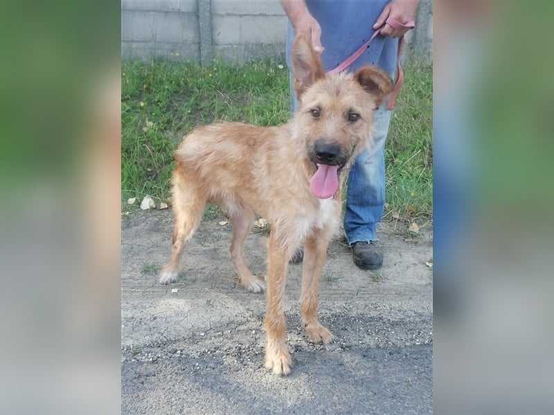 Figaro ist sehr freundlich und anhänglich !