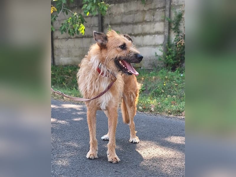 Figaro ist sehr freundlich und anhänglich !