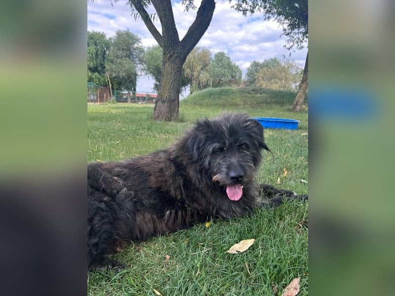 Anton - fröhlicher Wuschel sucht liebevolle Familie