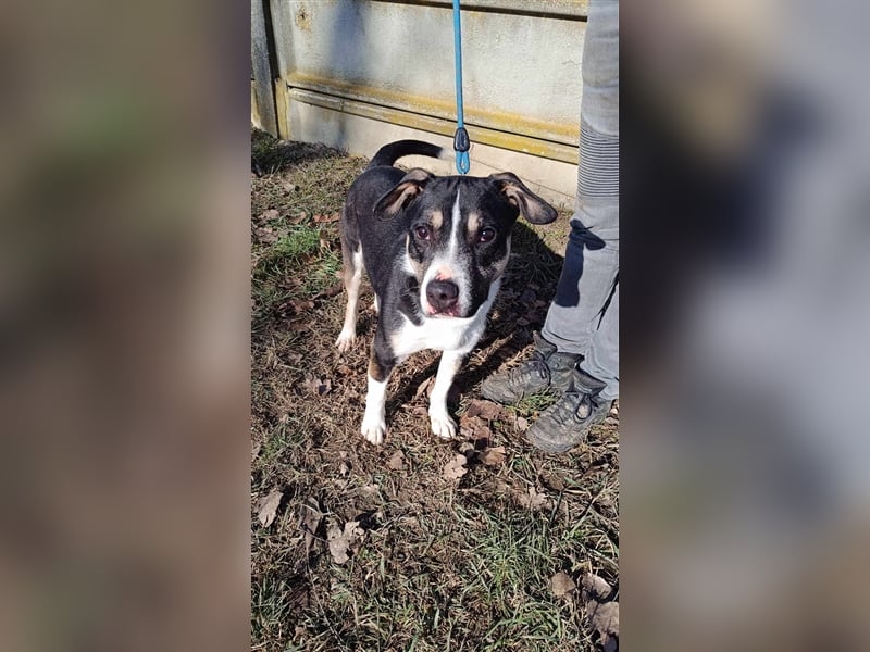 Wer verliebt sich in den hübschen Frank !