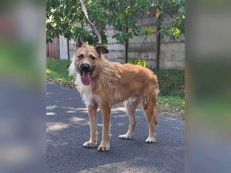 Figaro ist sehr freundlich und anhänglich !