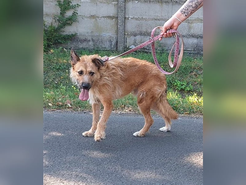 Figaro ist sehr freundlich und anhänglich !