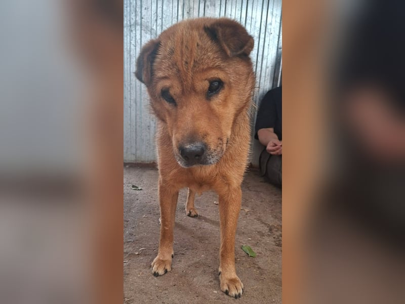 Archie sucht Liebe und Geborgenheit !