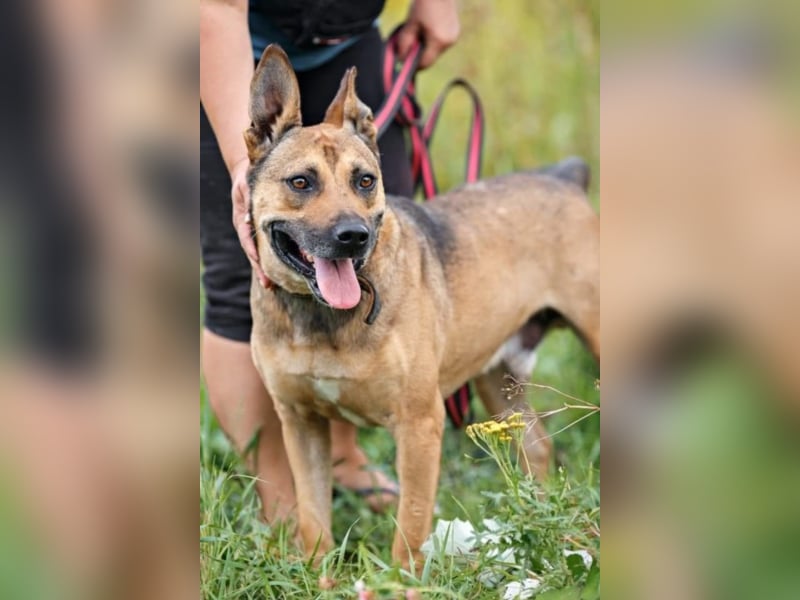 Tayson- Lieber und gelehriger Rüde sucht seine Familie  Tayson- Lieber und gelehriger Rüde sucht seine Familie