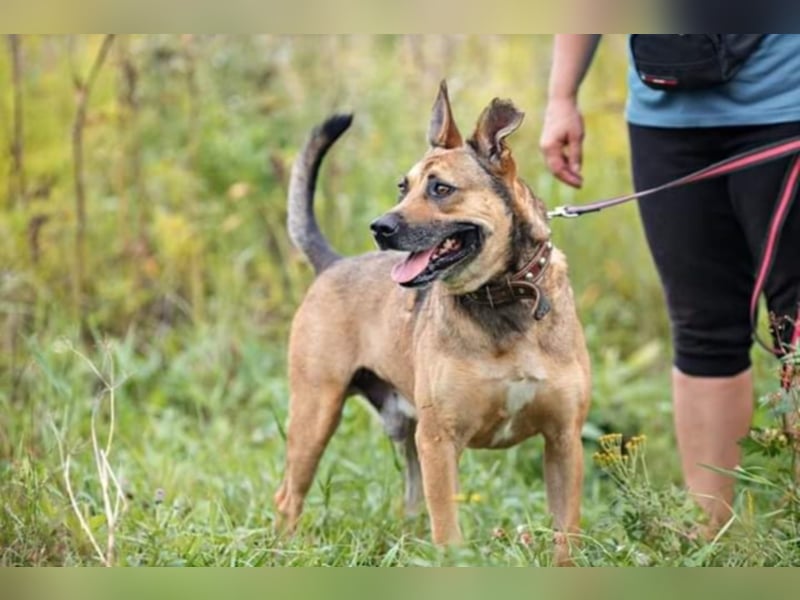 Tayson- Lieber und gelehriger Rüde sucht seine Familie  Tayson- Lieber und gelehriger Rüde sucht seine Familie