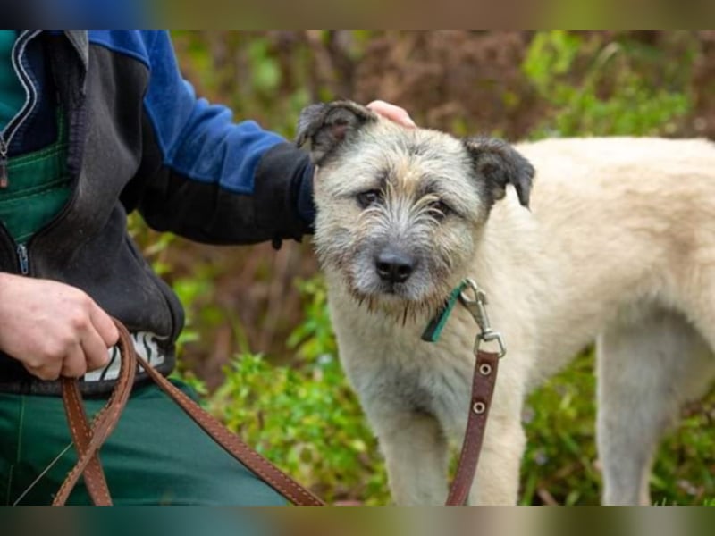Gute-Laune-Hündin sucht neues Körbchen