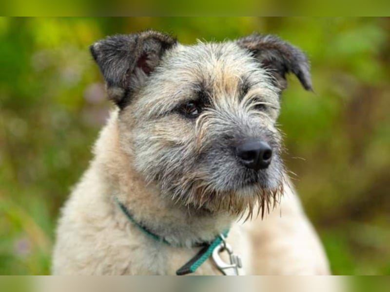 Gute-Laune-Hündin sucht neues Körbchen