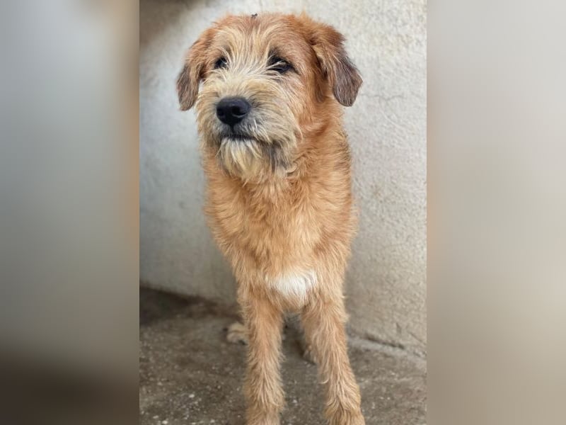 Elkoro, geb. ca. 04/2025, lebt in GRIECHENLAND, auf einer privaten Pflegestelle