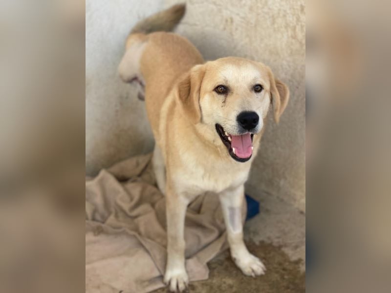 Shaggy, geb. ca. 04/2025, lebt in GRIECHENLAND, im städt. Tierheim Serres