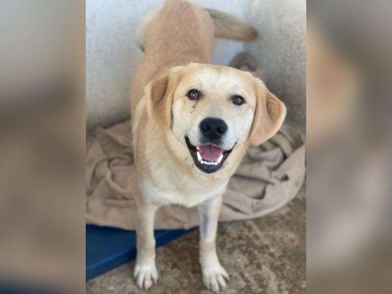 Shaggy, geb. ca. 04/2025, lebt in GRIECHENLAND, im städt. Tierheim Serres