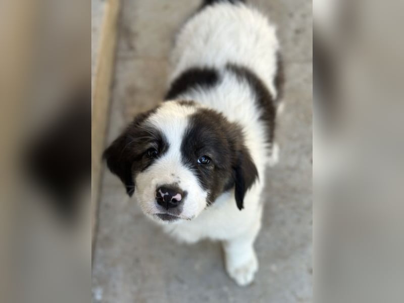 Aster, geb. ca. 07/2025, lebt in GRIECHENLAND, auf einer privaten Pflegestelle