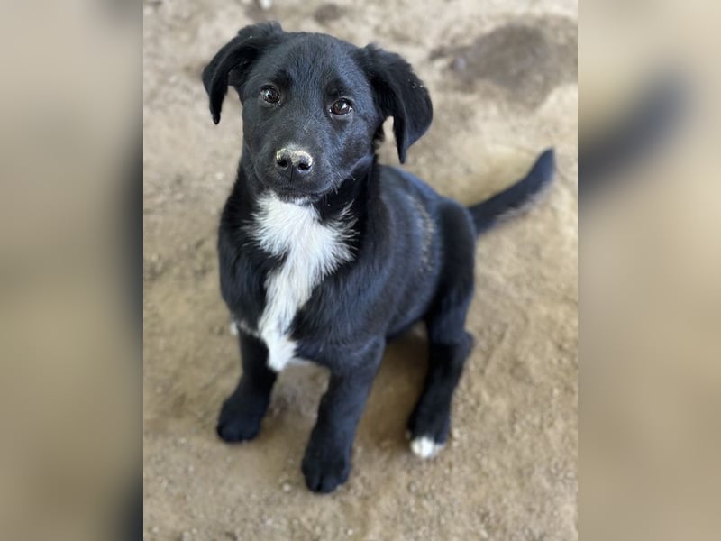 Alon, geb. ca. 02/2025, lebt in GRIECHENLAND, auf einer privaten Pflegestelle