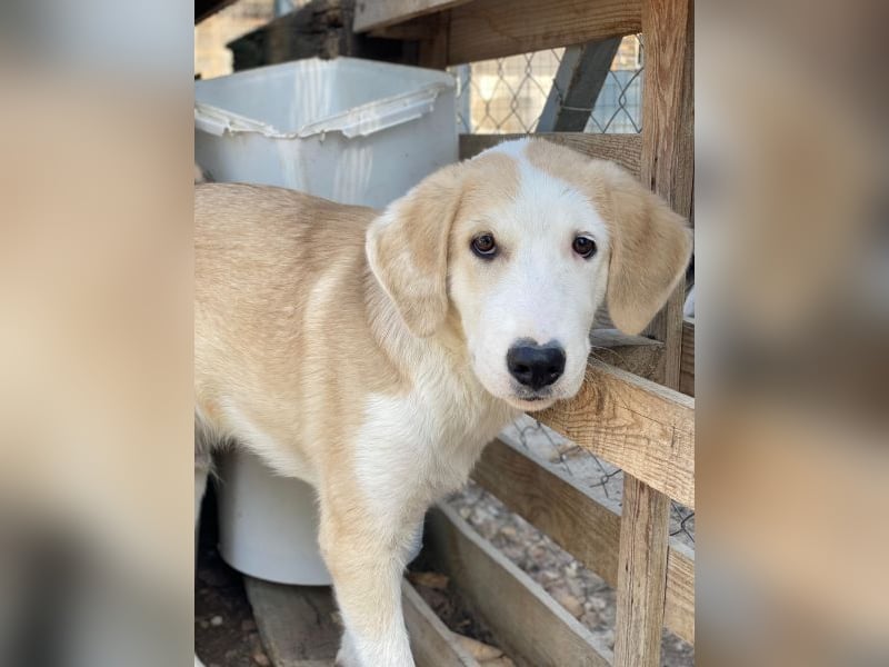 Navid, geb. ca. 04/2025, lebt in GRIECHENLAND, im städt. Tierheim Serres
