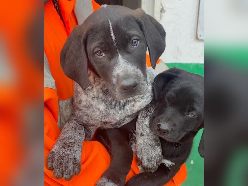 Salix, geb. ca. 11/2025, lebt in GRIECHENLAND, auf einer privaten Pflegestelle