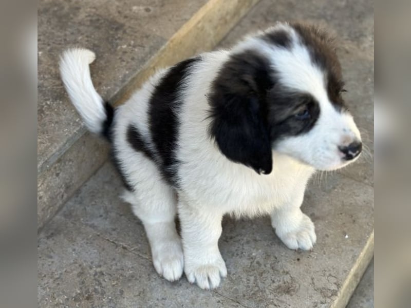 Aster, geb. ca. 07/2025, lebt in GRIECHENLAND, auf einer privaten Pflegestelle