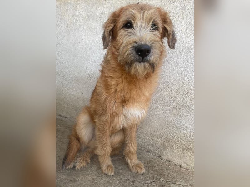 Elkoro, geb. ca. 04/2025, lebt in GRIECHENLAND, auf einer privaten Pflegestelle