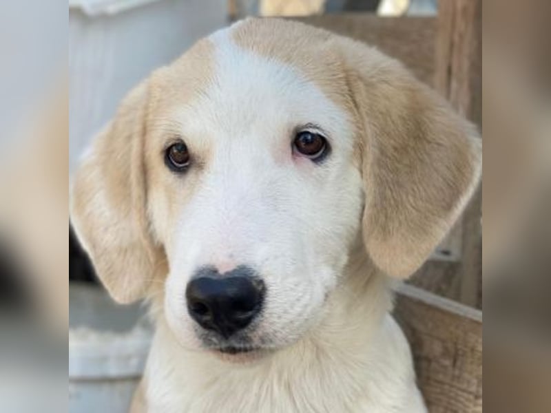 Navid, geb. ca. 04/2025, lebt in GRIECHENLAND, im städt. Tierheim Serres