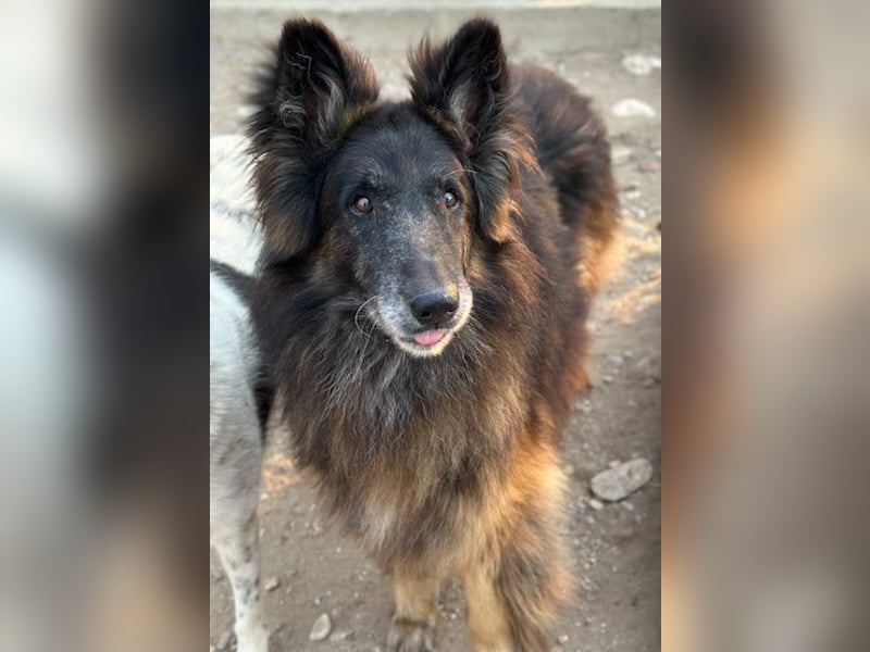 Snorre, geb. ca. 11/2017, lebt in GRIECHENLAND, im städt. Tierheim Serres