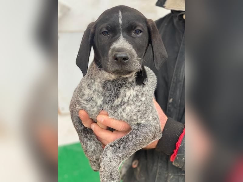 Salix, geb. ca. 11/2025, lebt in GRIECHENLAND, auf einer privaten Pflegestelle