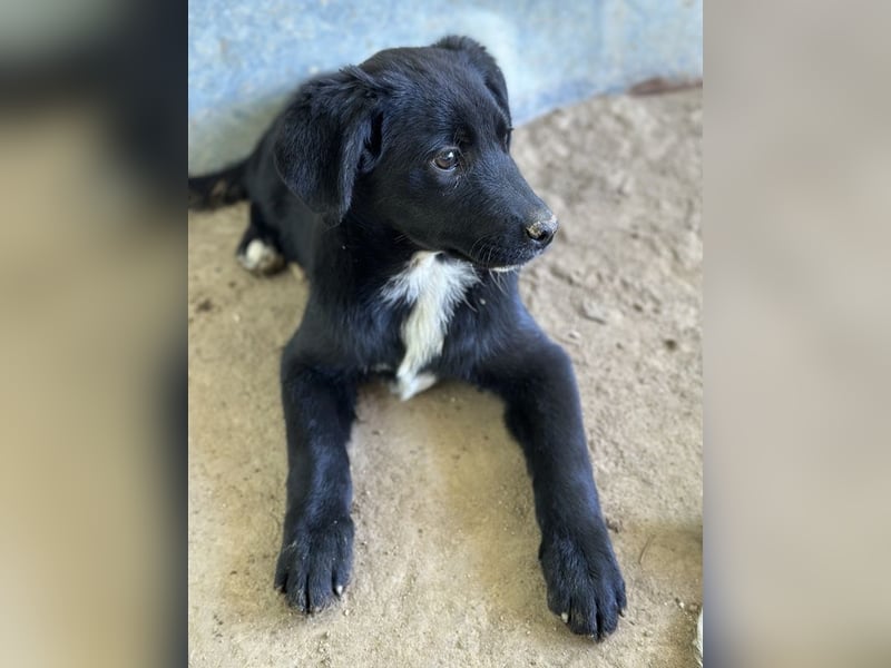 Alon, geb. ca. 02/2025, lebt in GRIECHENLAND, auf einer privaten Pflegestelle