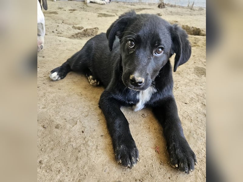 Alon, geb. ca. 02/2025, lebt in GRIECHENLAND, auf einer privaten Pflegestelle