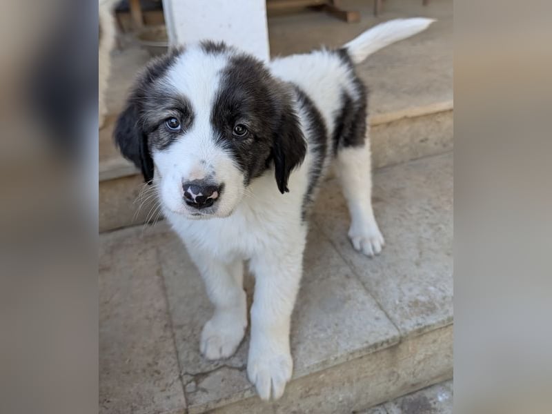 Aster, geb. ca. 07/2025, lebt in GRIECHENLAND, auf einer privaten Pflegestelle