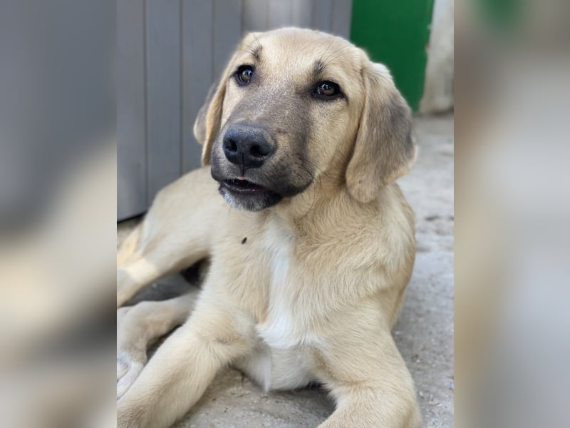 Arthur, geb. ca. 02/2024, lebt in GRIECHENLAND, im städt. Tierheim Serres