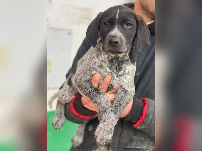 Salix, geb. ca. 11/2025, lebt in GRIECHENLAND, auf einer privaten Pflegestelle