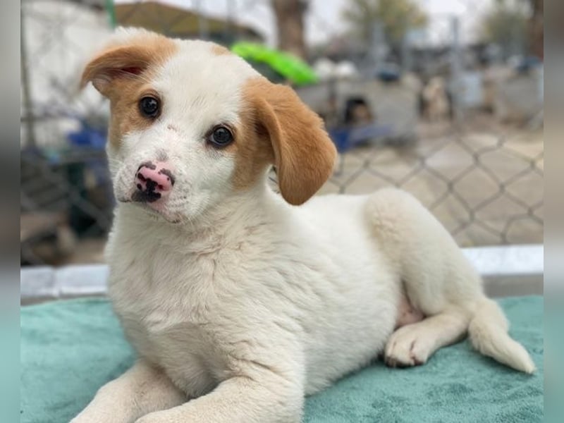 Haku, geb. ca. 08/2025, lebt in GRIECHENLAND, auf einer privaten Pflegestelle