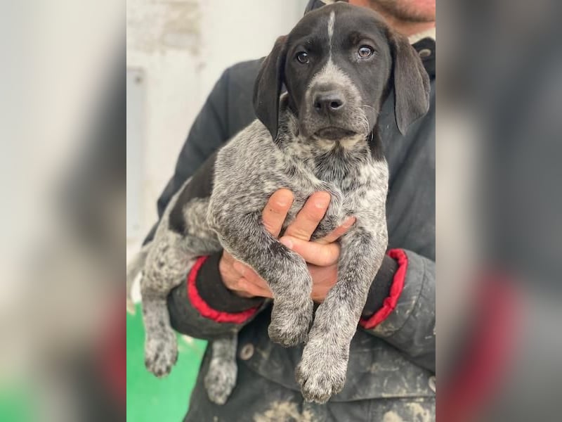 Salix, geb. ca. 11/2025, lebt in GRIECHENLAND, auf einer privaten Pflegestelle