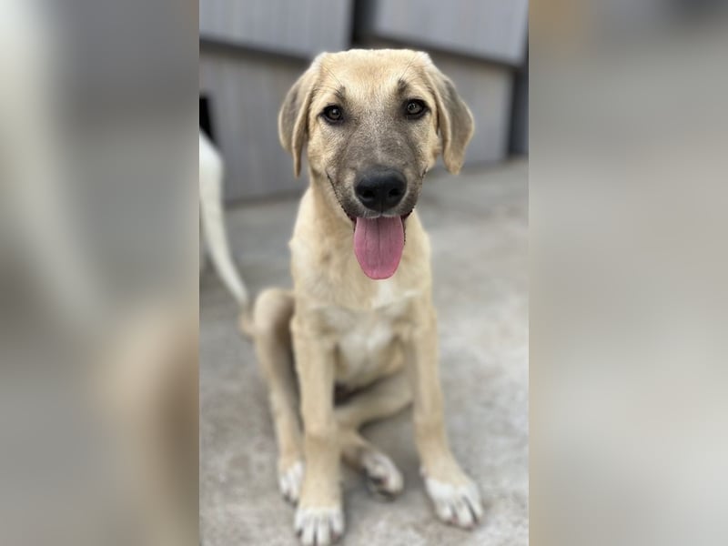 Arthur, geb. ca. 02/2024, lebt in GRIECHENLAND, im städt. Tierheim Serres