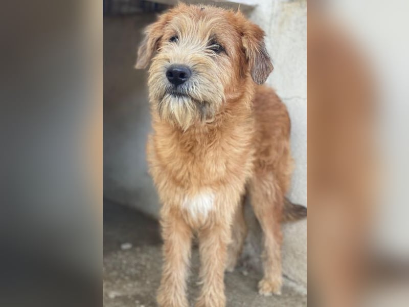 Elkoro, geb. ca. 04/2025, lebt in GRIECHENLAND, auf einer privaten Pflegestelle