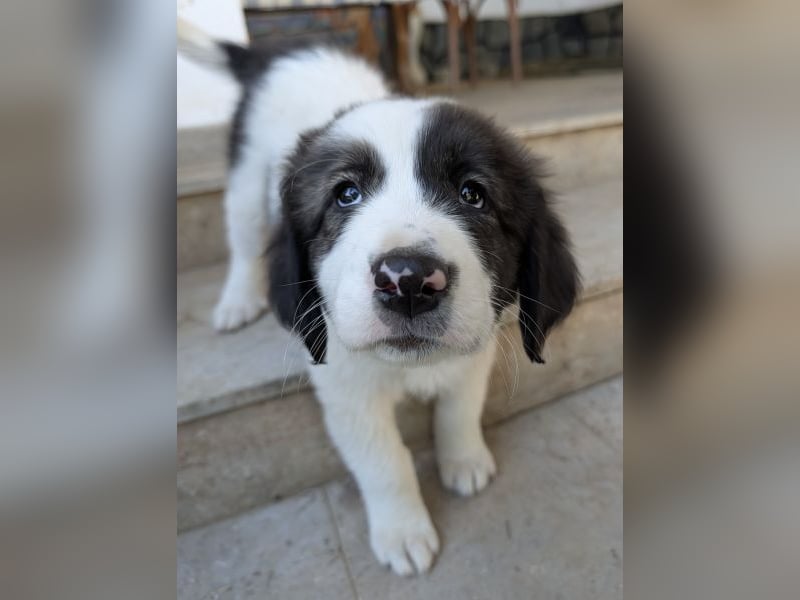 Aster, geb. ca. 07/2025, lebt in GRIECHENLAND, auf einer privaten Pflegestelle