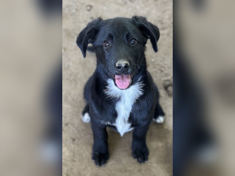 Alon, geb. ca. 02/2025, lebt in GRIECHENLAND, auf einer privaten Pflegestelle