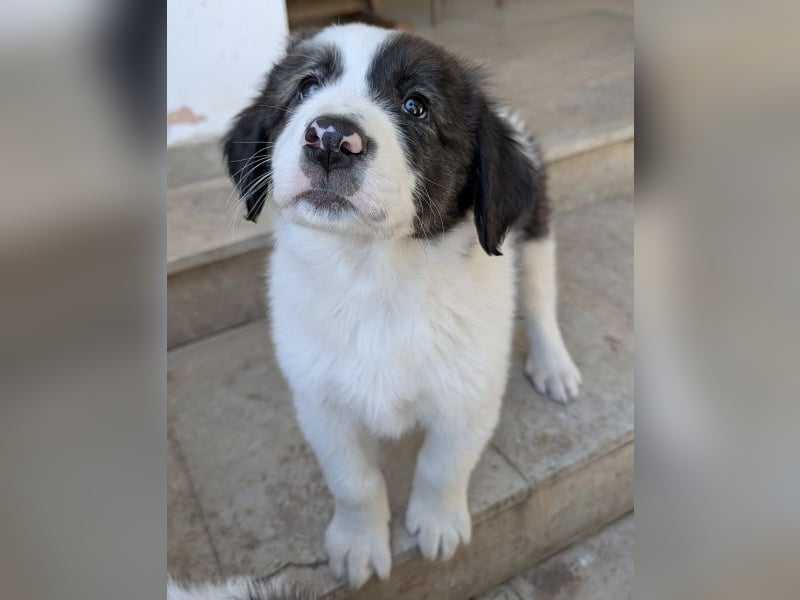 Aster, geb. ca. 07/2025, lebt in GRIECHENLAND, auf einer privaten Pflegestelle