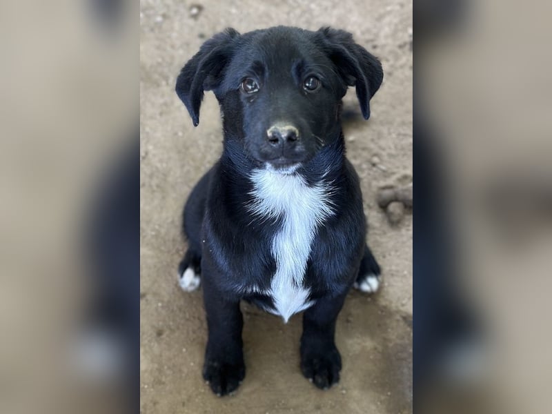 Alon, geb. ca. 02/2025, lebt in GRIECHENLAND, auf einer privaten Pflegestelle