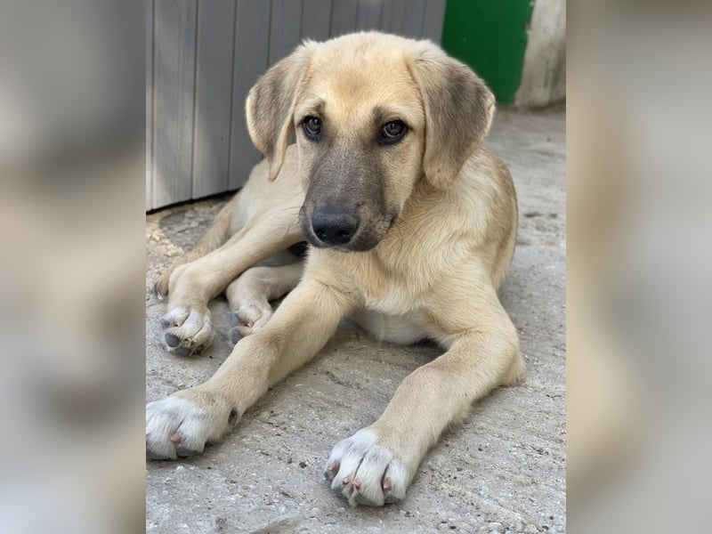 Arthur, geb. ca. 02/2024, lebt in GRIECHENLAND, im städt. Tierheim Serres