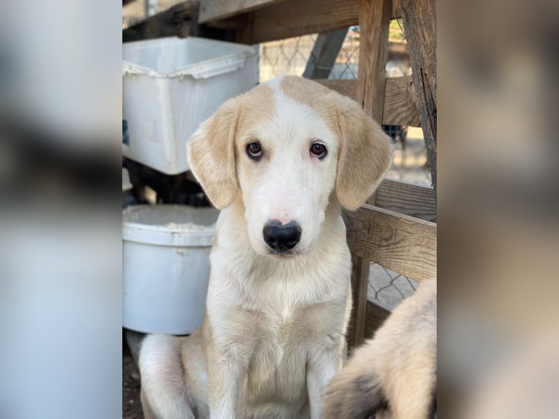 Navid, geb. ca. 04/2025, lebt in GRIECHENLAND, im städt. Tierheim Serres