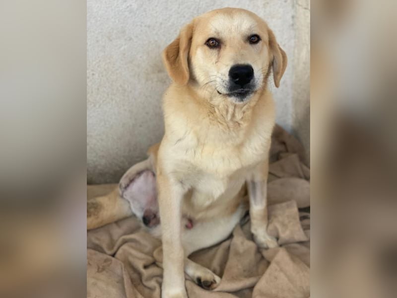 Shaggy, geb. ca. 04/2025, lebt in GRIECHENLAND, im städt. Tierheim Serres