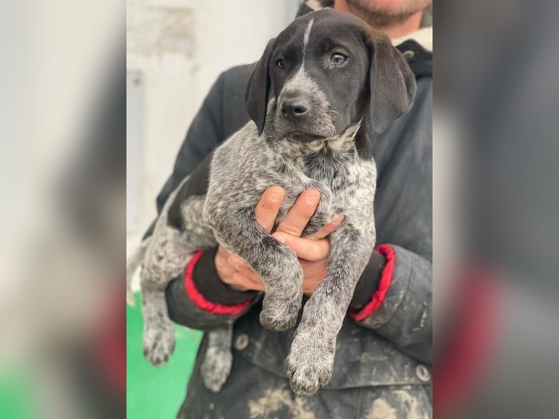 Salix, geb. ca. 11/2025, lebt in GRIECHENLAND, auf einer privaten Pflegestelle