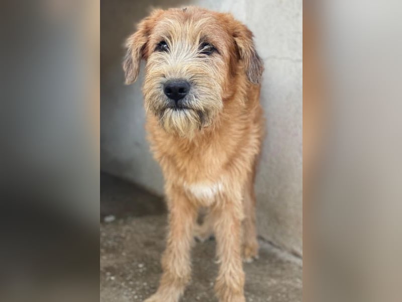 Elkoro, geb. ca. 04/2025, lebt in GRIECHENLAND, auf einer privaten Pflegestelle