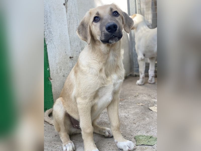 Arthur, geb. ca. 02/2024, lebt in GRIECHENLAND, im städt. Tierheim Serres