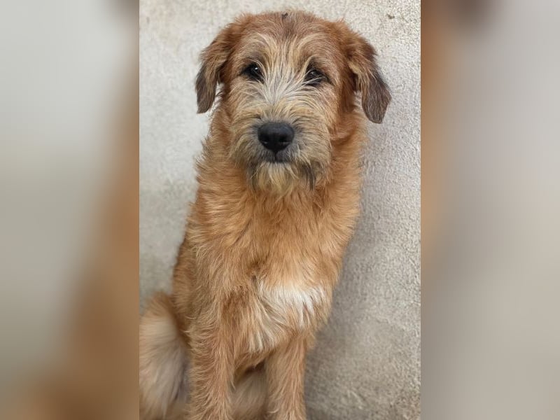 Elkoro, geb. ca. 04/2025, lebt in GRIECHENLAND, auf einer privaten Pflegestelle