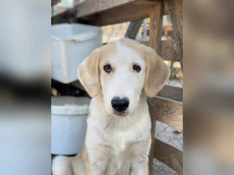 Navid, geb. ca. 04/2025, lebt in GRIECHENLAND, im städt. Tierheim Serres