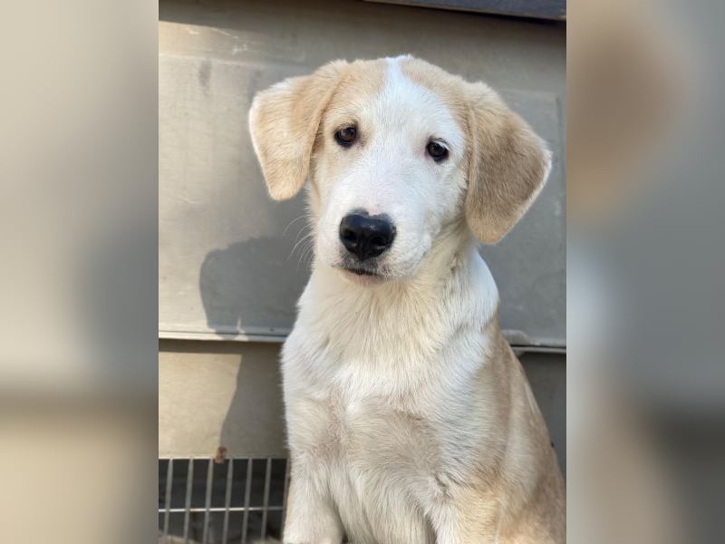 Navid, geb. ca. 04/2025, lebt in GRIECHENLAND, im städt. Tierheim Serres