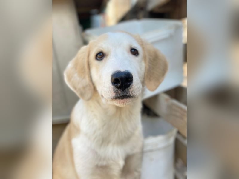 Navid, geb. ca. 04/2025, lebt in GRIECHENLAND, im städt. Tierheim Serres