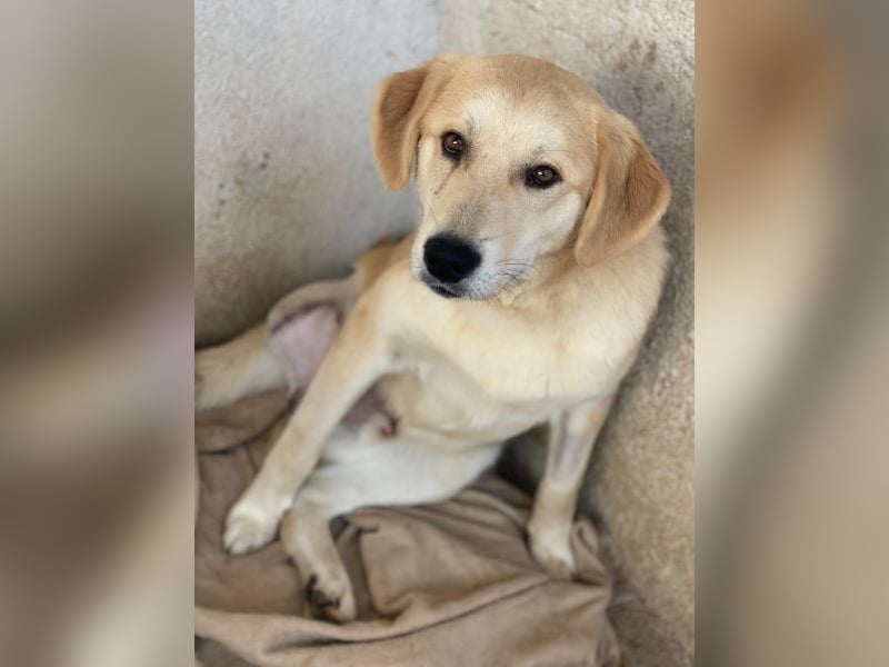 Shaggy, geb. ca. 04/2025, lebt in GRIECHENLAND, im städt. Tierheim Serres