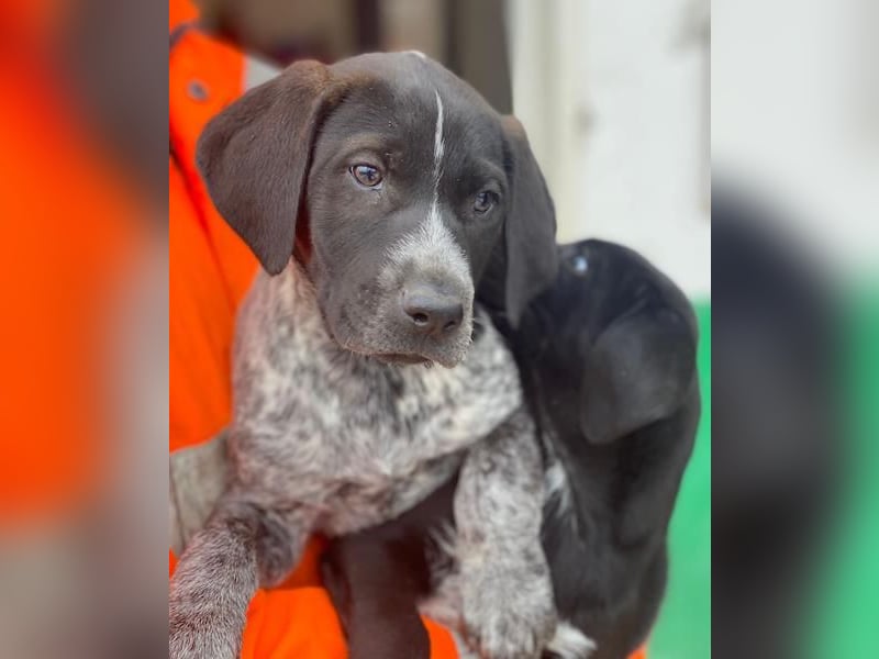 Salix, geb. ca. 11/2025, lebt in GRIECHENLAND, auf einer privaten Pflegestelle